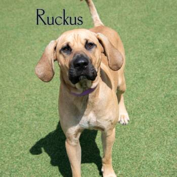 Ruckus -  Hound and Mixed Breed Dog for Adoption in Parkersburg, West Virginia - Ruckus | PetCurious
