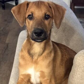 Wesley -  Redbone Coonhound Dog for Adoption in Krum, Texas - Wesley | PetCurious