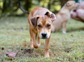 Rescue Boxer Dogs for Adoption in Honey Brook, Pennsylvania - Jelly | PetCurious