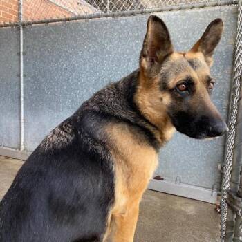 German Shepherd Dog Dogs Available for Adoption - Heidi | PetCurious
