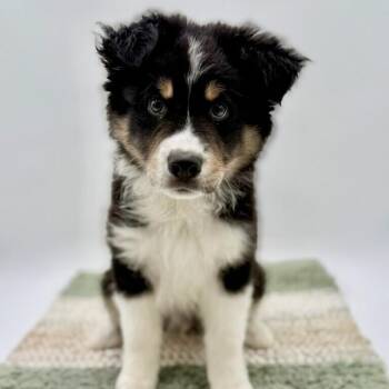 Australian Shepherd Dogs Available for Adoption in Collegeville, Pennsylvania - Augustus | PetCurious