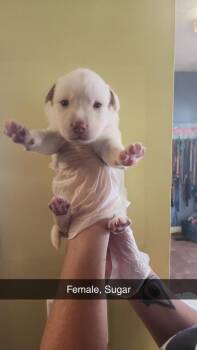 Sugar -  Husky and Labrador Retriever Dog for Adoption in Evansville, Indiana - Sugar | PetCurious