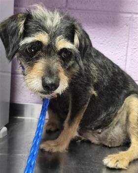 61539030 -  Chihuahua and Terrier Dog for Adoption in El Paso, Texas - 61539030 | PetCurious
