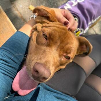 Rita -  Mixed Breed Dog for Adoption in Sonoma, California - Rita | PetCurious