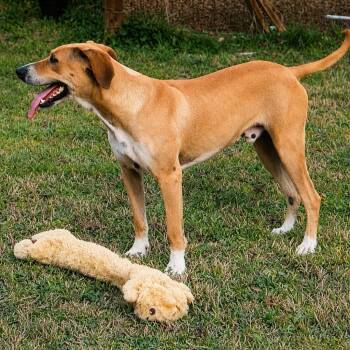 Buck -  Weimaraner and Black Mouth Cur Dog for Adoption in Blue Earth, Minnesota - Buck | PetCurious