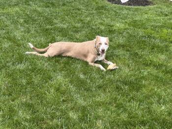 Pit Bull Terrier Dogs Available for Adoption in Indianapolis, Indiana - Tipper  | PetCurious