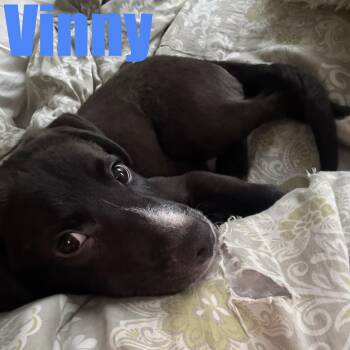 Vinny -  Retriever and Mixed Breed Dog for Adoption in Ellicott City, Maryland - Vinny | PetCurious