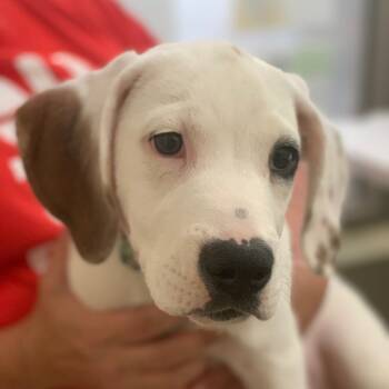 Rescue Pit Bull Terrier Dogs for Adoption in Lynchburg, Virginia - Enzo | PetCurious