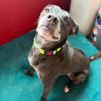 Melvin -  Mixed Breed Dog for Adoption in Janesville, Wisconsin - Melvin | PetCurious