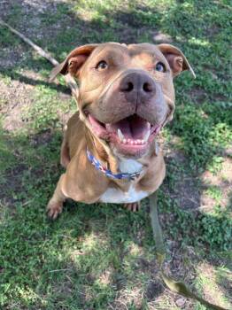 American Bulldog Dogs Available for Adoption in Lakeland, Florida - Summer | PetCurious
