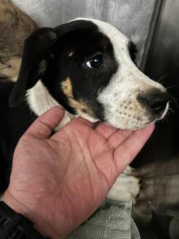 Rachel -  Pit Bull Terrier Dog for Adoption in Mobile, Alabama - Rachel | PetCurious