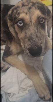 Prince -  Catahoula Leopard Dog and Australian Shepherd Dog for Adoption in Ball Ground, Georgia - Prince | PetCurious
