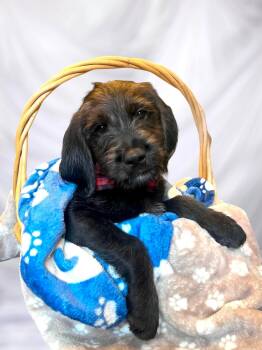 Houdini -  Poodle Dog for Adoption in Richmond, Kentucky - Houdini | PetCurious