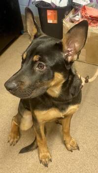 Aloria -  Mixed Breed Dog for Adoption in Chamblee, Georgia - Aloria | PetCurious
