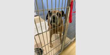 Boxer Dogs Available for Adoption - Raymond | PetCurious