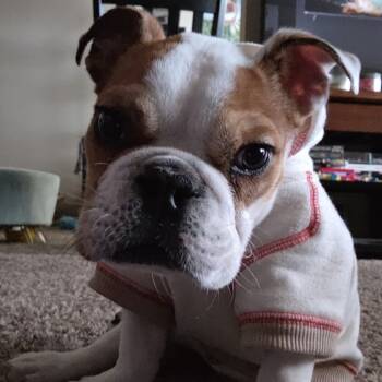 Rescue English Bulldog Dogs for Adoption in Northbrook, Illinois - Brandon Park | PetCurious