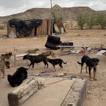 Mixed Breed Dogs Available for Adoption in Moab, Utah - Criss Cross | PetCurious