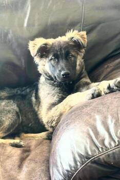 Rescue Husky Dogs for Adoption in Niagara Falls, Ontario - Bowie (20250507-10) | PetCurious
