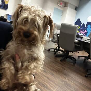 Hyperion -  Yorkshire Terrier Dog for Adoption in St. Louis, Missouri - Hyperion | PetCurious