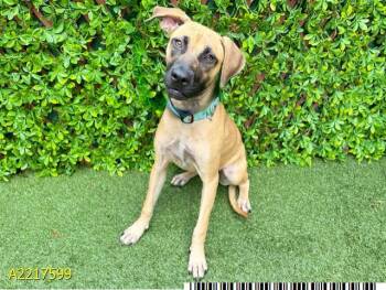 Mixed Breed Dogs Available for Adoption - AUTUMN | PetCurious