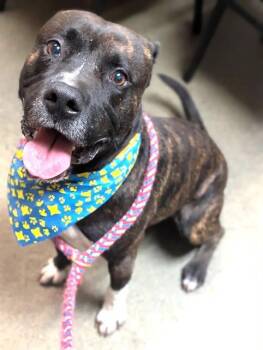 Mixed Breed Dogs Available for Adoption - BOBA TEA | PetCurious