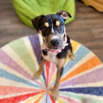 Willow is Wiggles and Wonderful -  Pit Bull Terrier and Rottweiler Dog for Adoption in Friendswood, Texas - Willow Is Wiggles And Wonderful | PetCurious