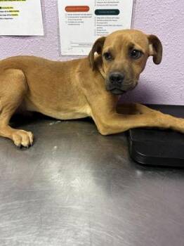 Mixed Breed Dogs Available for Adoption - 60737931 | PetCurious