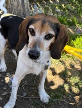 Joey -  Beagle Dog for Adoption in Calgary, Alberta - Joey | PetCurious