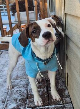 Hound and Beagle Dogs Available for Adoption - Zorro | PetCurious