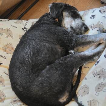 Reggie -  Poodle and Mixed Breed Dog for Adoption in Harrisonburg, Virginia - Reggie | PetCurious