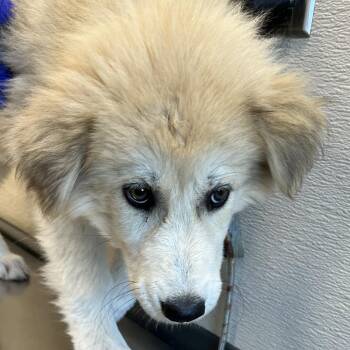 112135 -  Mixed Breed Dog for Adoption in Las Cruces, New Mexico - 112135 | PetCurious