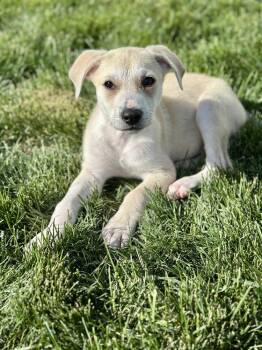 Hound and Labrador Retriever Dogs Available for Adoption in Greenlawn, New York - Brooks | PetCurious