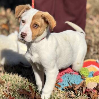 Australian Cattle Dog Blue Heeler Dogs Available for Adoption - Winnie | PetCurious