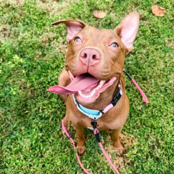 Kiko -  Pit Bull Terrier Dog for Adoption in Cornelius, North Carolina - Kiko | PetCurious
