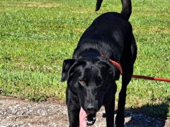 Shadow -  Labrador Retriever Dog for Adoption in Fremont, Nebraska - Shadow | PetCurious