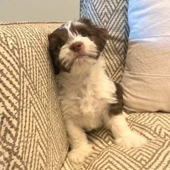 River -  Border Collie and Shih Tzu Dog for Adoption in Boerne, Texas - River | PetCurious