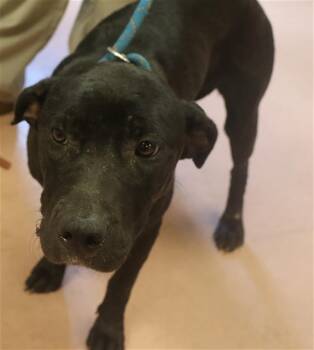WILMA -  Mixed Breed Dog for Adoption in Columbia, South Carolina - WILMA | PetCurious