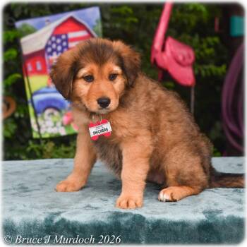 Snickers -  Labrador Retriever Dog for Adoption in Wake Forest, North Carolina - Snickers | PetCurious