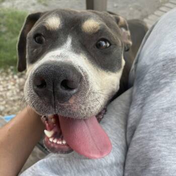 Rescue American Staffordshire Terrier Dogs for Adoption in Inez, Texas - Ruger | PetCurious