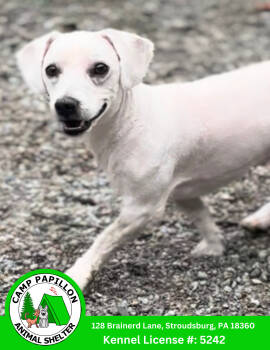 Rescue Bichon Frise Dogs for Adoption in Stroudsburg, Pennsylvania - Pee Wee | PetCurious