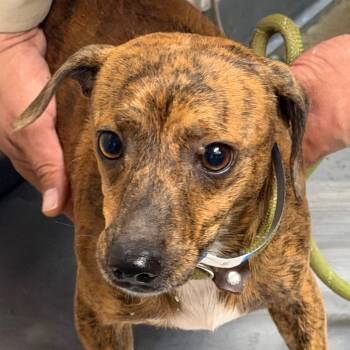 Ezeqiel -  Dachshund Dog for Adoption in Yuma, Arizona - Ezeqiel | PetCurious