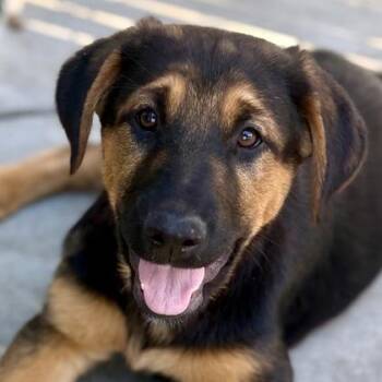 Doberman Pinscher and Husky Dogs Available for Adoption - Lucky Clover | PetCurious