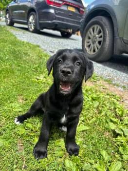 Petunia -  Doberman Pinscher and Belgian Shepherd Malinois Dog for Adoption in Albany, New York - Petunia | PetCurious