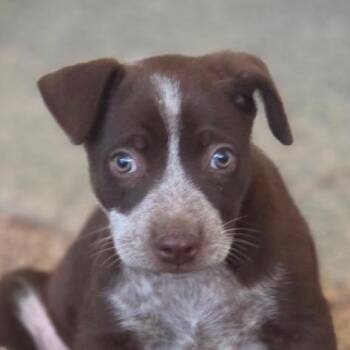 Jyll JuM -  Australian Cattle Dog Blue Heeler and Mixed Breed Dog for Adoption in Austin, Texas - Jyll JuM | PetCurious
