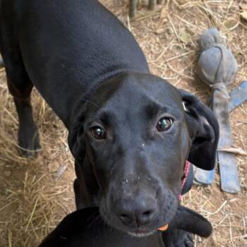 Callie -  Labrador Retriever and Catahoula Leopard Dog Dog for Adoption in Eureka, California - Callie | PetCurious