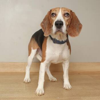 Kinglet D69370 -  Beagle Dog for Adoption in Minnetonka, Minnesota - Kinglet D69370 | PetCurious