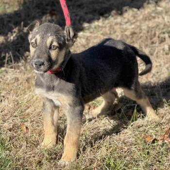 Shepherd Dogs Available for Adoption - Blair | PetCurious