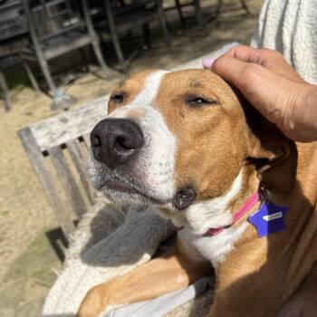 Mixed Breed Dogs Available for Adoption - Clover | PetCurious
