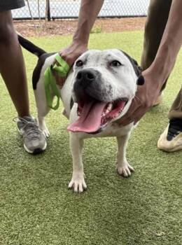 Abra - ADOPTED -  Mixed Breed Dog for Adoption in Atlanta, Georgia - Abra - ADOPTED | PetCurious
