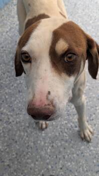 Hound Dogs Available for Adoption in Benson, Arizona - William "Will" | PetCurious